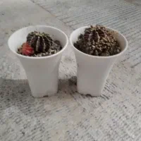 گل کاکتوس