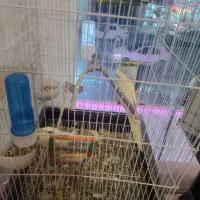 عروس هلندی نروماده باتمام لوازم|پرنده|تربتحیدریه, رجایی|دیوار