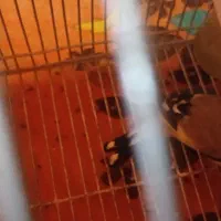 فرش یک عدد سهر سپیدان جوجه پارسال گل تکمیل|پرنده|سپیدان, |دیوار