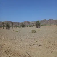 اجاره۷ هکتار زمین کشاورزی|اجارهٔ دفتر صنعتی، کشاورزی، تجاری|منوجان, |دیوار