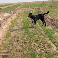 سگ گله واگزار میشود|سگ|قائن, |دیوار