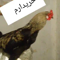 خروس محلی رو عکس بخونین|حیوانات مزرعه|صحنه, |دیوار