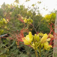 باغ ویلای ۱۰۰۰۰هزار متری|فروش خانه و ویلا|چهارباغ, |دیوار