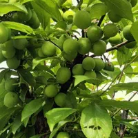 فروش خانه سند دار ویلایی قابل تهاترآپارتمان در کرج|فروش خانه و ویلا|رودبنه, |دیوار