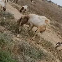 فروش پازن گلابی پاکستانی