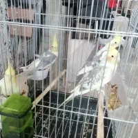 فروش عروس هلندی بالغ وجوجه سرلاکی