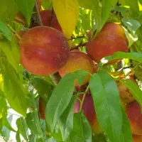 نهالستان همیشه سبز|خدمات باغبانی و درختکاری|نسیم‌شهر, |دیوار