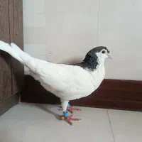 کفتر چپ مشکی ماده هوایی و به شرط تخم و جوجه|پرنده|گلبهار, شهر جدید گلبهار|دیوار