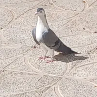 دمگیر بدرنگ|پرنده|زیباشهر, |دیوار