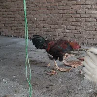 خروس لاری قرمز و خروس سفید