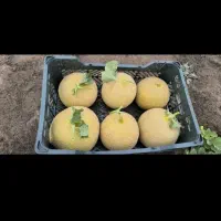 اجاره حجره در میدان میوه تربار تهران روبرو