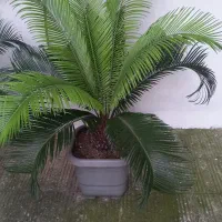 فروش گل سیکاس در رودسر گیلان|گل و گیاه طبیعی|رودسر, |دیوار