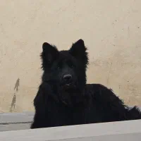 فروش ژرمن بلک یک سالو نیم سگ نر میباشد|سگ|رامجین, |دیوار