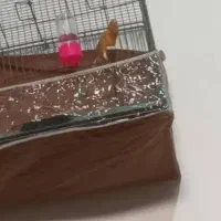 قناری بترکون معاوضه باهرچی