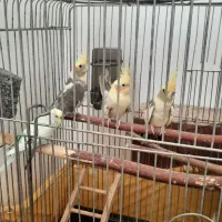 عروس هلندی