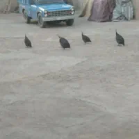 مرغ مصری