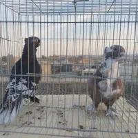 کبوتر زینتی بلژیکی بلاندنیت|پرنده|تهران, افسریه جنوبی|دیوار