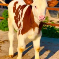 قطبه گوساله‌ سمینتال|حیوانات مزرعه|مرودشت, رودبال|دیوار