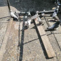 کفتر رنگی|پرنده|شیراز, گویم|دیوار