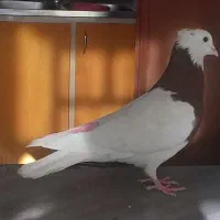 نر طوقی سرخ