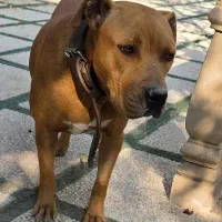 پیت بول|سگ|شهریار, بکه|دیوار