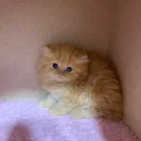 بریتیش های لانگ هیر|گربه|رشت, لاکانی|دیوار