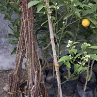 نهال پیوندی را گران نخریدگردو سیب گلابی گیلاس فندق