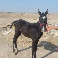 کره نریان مشکی ۵ ماهه