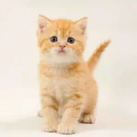 گربه