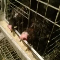 مرغ بومی تخمگذار  خونه، گی