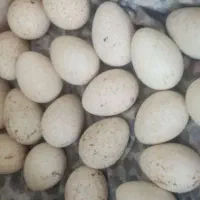 تخم بوقلمون