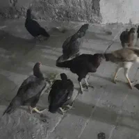 مرغ لاری حراج تو توضیحات