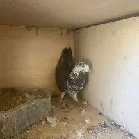 کفتر نر|پرنده|شاهرود, |دیوار