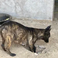 مالینیوز  ، داچ شپرد