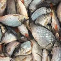 بچه ماهی کپور طلایی بشقابی|ماهی|اهواز, زرگان|دیوار