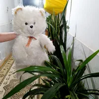 خرس بزرگ قد 80