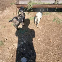 دو عدد تیربز|حیوانات مزرعه|دزفول, |دیوار