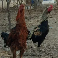 مرغ و خروس لاری دانگ بالا
