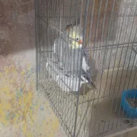 عروس هلندی حراج