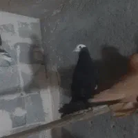 قره قجله نر|پرنده|میاندوآب, |دیوار