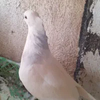 طوقی آبی