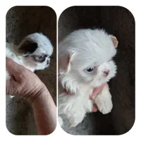 نیم وجبی ها