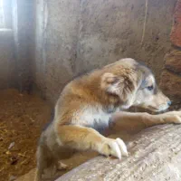 سگ سرابی