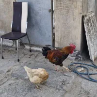 مرغ و خروس محلی