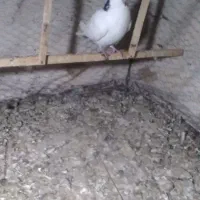کفتر شستی