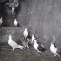 کبوتر یا کفتر مفت