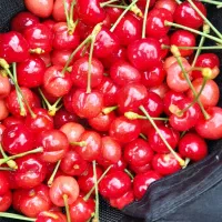 گیلاس گوجه سبز