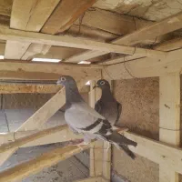 جوجه پلاکی جیر