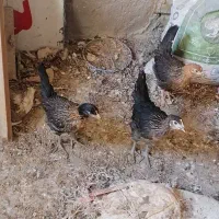 کاسرک 4.5 ماهه|حیوانات مزرعه|کشکوئیه, |دیوار