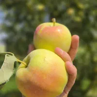 فروش نهال اصلاح‌شده، اصیل و شناسنامه‌دار(ارومیه)